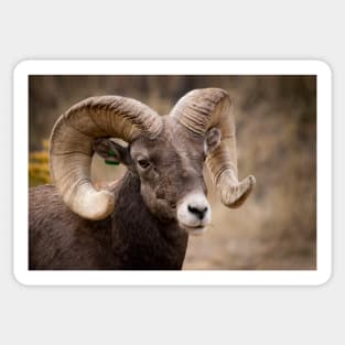 Bighorn Sheep Sticker